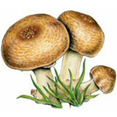 Royal Sun Agaricus