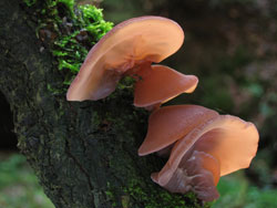 Auricularia