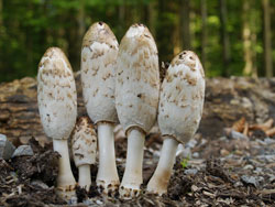 Coprinus comatus