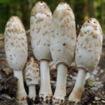 Coprinus comatus