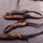 Cordyceps sinensis