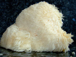 Hericium