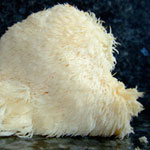 Hericium