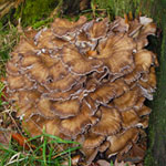 Maitake