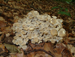 Polyporus