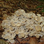 Polyporus